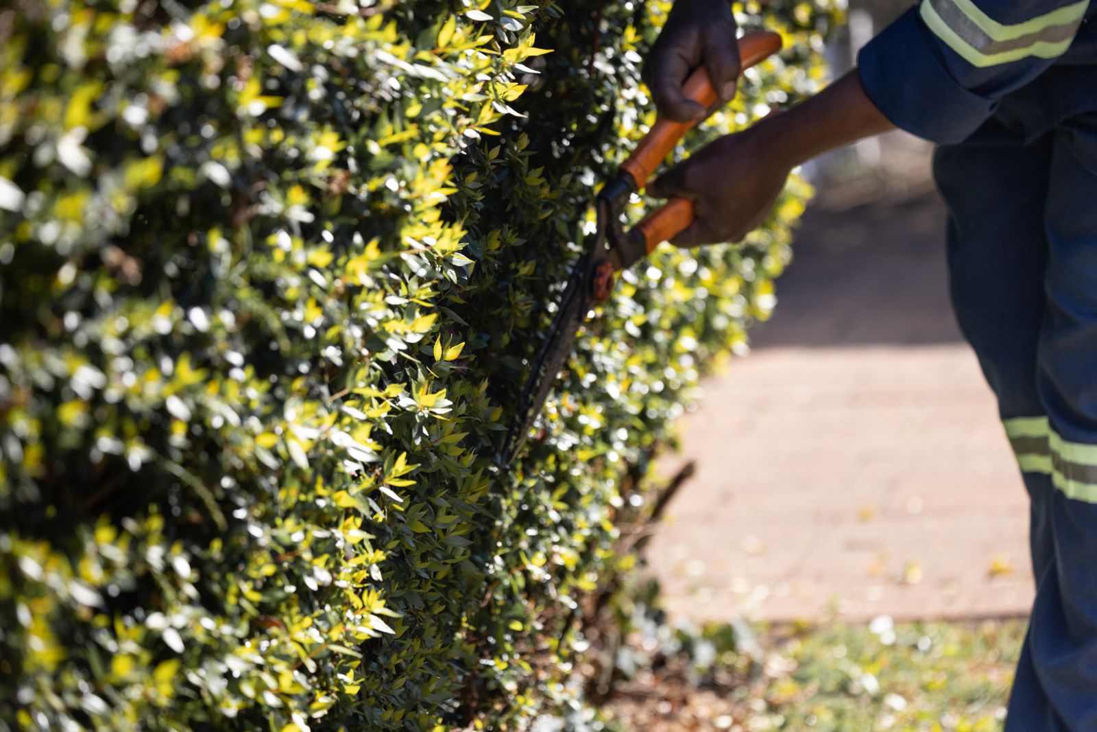 Garden shears trimming a hedge